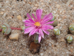 Braunsia maximilianii