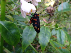 Amata trigonophora