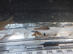 Aphredoderus sayanus
