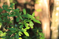 Cliftonia monophylla