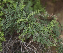 Pellaea andromedifolia