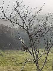 Anthochaera paradoxa paradoxa