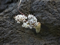 Lomatium linearifolium