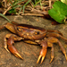 Mariepskop River Crab - Photo (c) Joubert Heymans, some rights reserved (CC BY-NC-ND), uploaded by Joubert Heymans