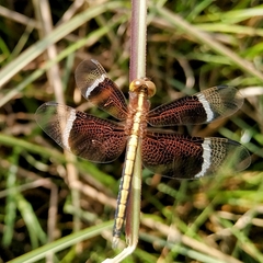 Neurothemis tullia