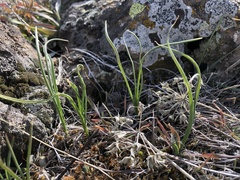 Allium acuminatum