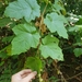 Rubus moluccanus angulosus - Photo (c) plantboyofsingapore, some rights reserved (CC BY), uploaded by plantboyofsingapore