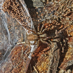 Agelenidae