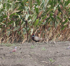 Phasianus colchicus formosanus