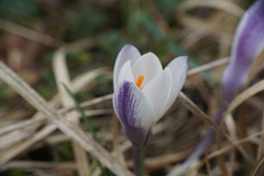 Crocus weldenii