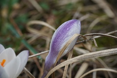Crocus weldenii