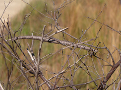 Achrioptera impennis