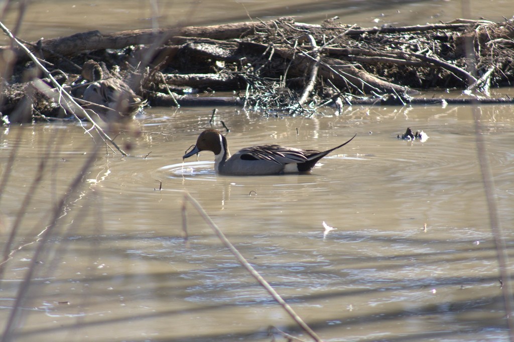 Northern Pintail from Groveton, VA, USA on February 20, 2022 at 1157