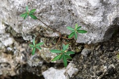 Euphorbia fragifera
