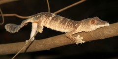 Uroplatus henkeli