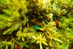 Sargassum lacerifolium