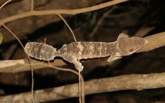 Uroplatus henkeli
