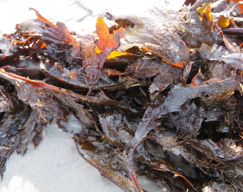 Fucus serratus observed 2022-02-19