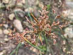 Juncus textilis