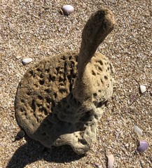 Echinoclathria leporina