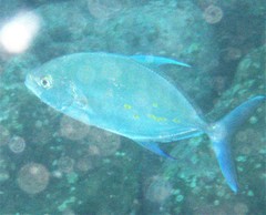 Ferdauia orthogrammus