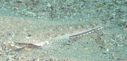 Flathead (Platycephalus grandispinis) — Platycephalidae — 5