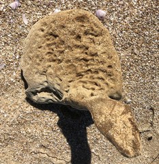 Echinoclathria leporina
