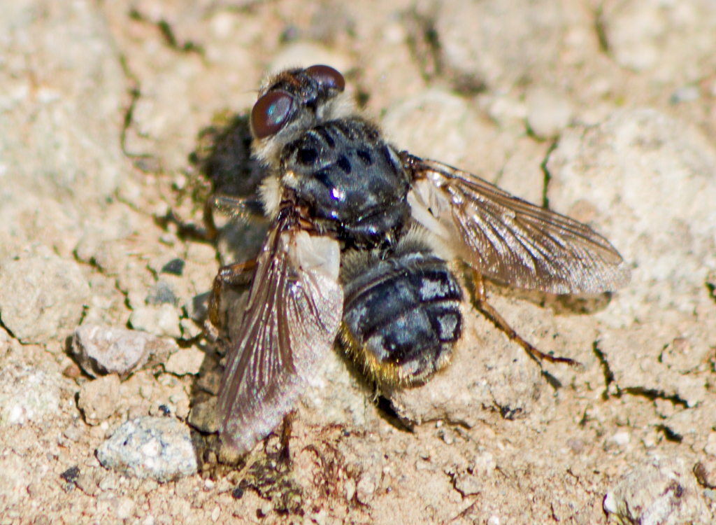 Deer Warble Fly