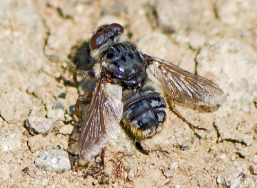 Deer Warble Fly