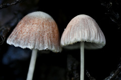 Psathyrella prona