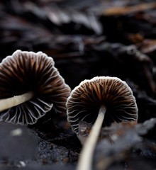 Psathyrella prona