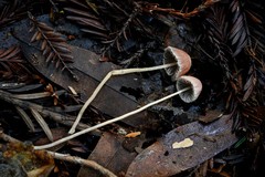 Psathyrella prona