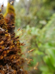 Macromitrium longipes