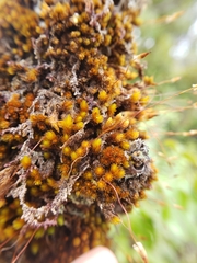 Macromitrium longipes