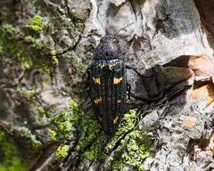 Buprestis strigosa