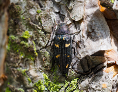 Buprestis strigosa