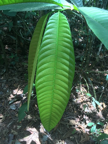 Brosimum utile - Leaves