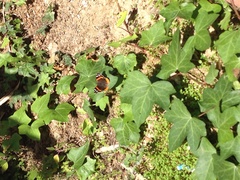 Vanessa atalanta