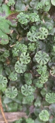 Marchantia emarginata