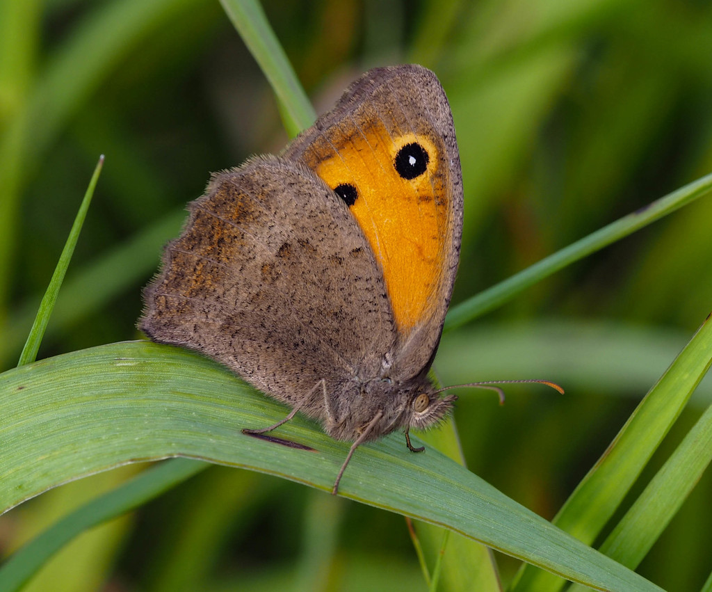 Dusky Meadow Brown
