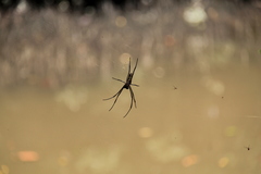 Nephila pilipes