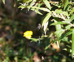 Austroaeschna multipunctata