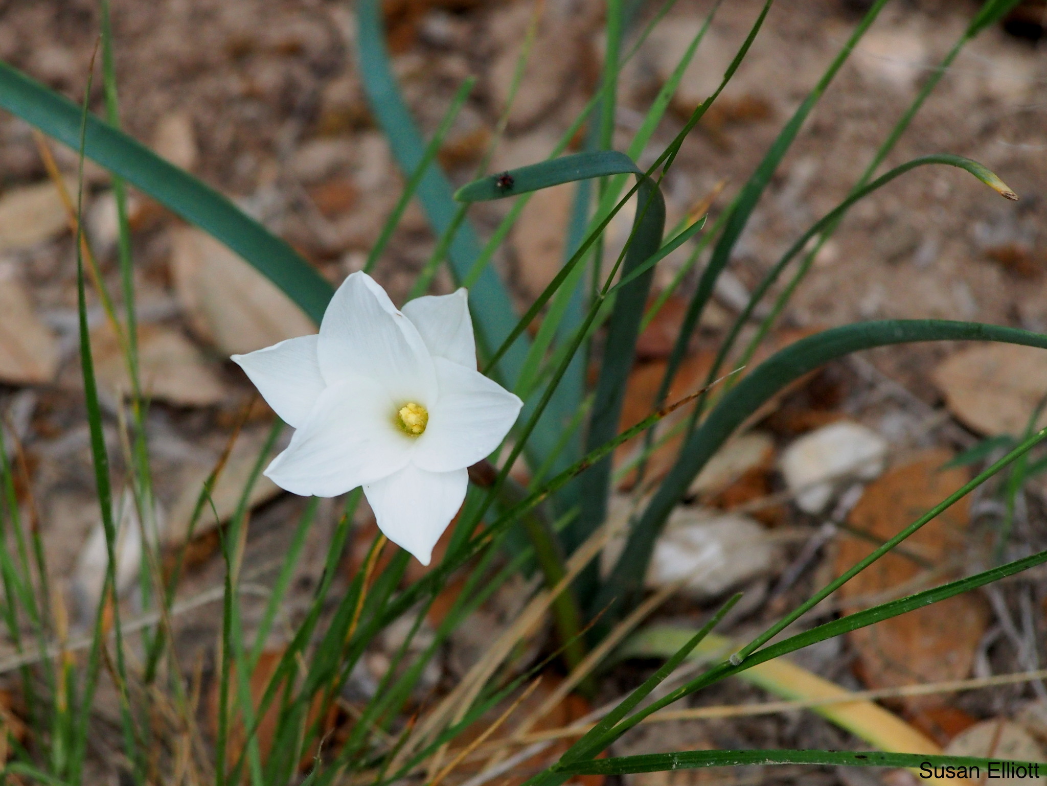 Lirios de Lluvia (género Zephyranthes) · iNaturalist Panamá