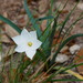 Zephyranthes drummondii - Photo (c) Susan Elliott,  זכויות יוצרים חלקיות (CC BY-NC), הועלה על ידי Susan Elliott
