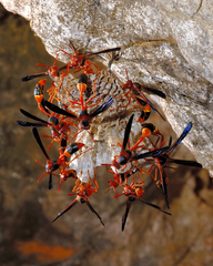 Belonogaster saussurei