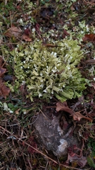 Cladonia convoluta