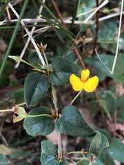 Platylobium reflexum