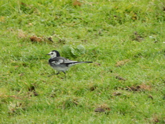 Motacilla alba