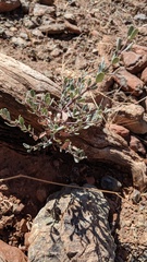 Ceanothus cuneatus cuneatus