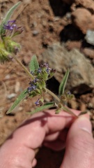 Trichostema rubisepalum
